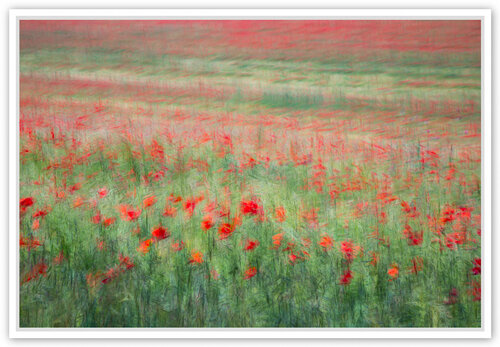 Les coquelicots, II van Fan LI, Fotografie te koop op Singulart