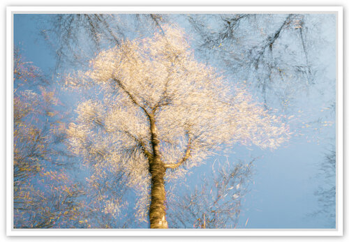 Prunier en fleurs van Fan LI, Fotografie te koop op Singulart