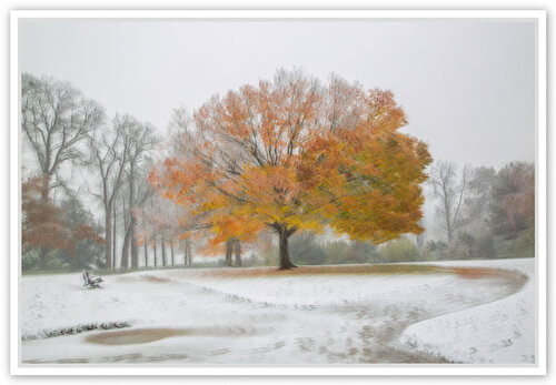 Le Zelkova sous la neige Fan LI