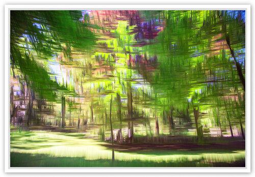 L’été dans la forêt Fan LI