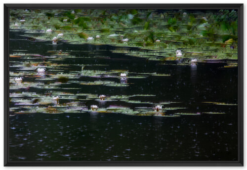 Les nénuphars : effet de la pluie van Fan LI, Fotografie te koop op Singulart