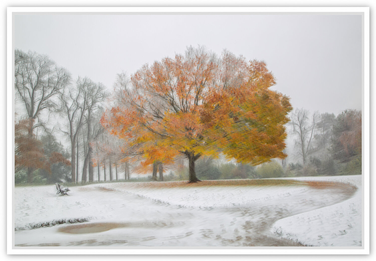 Le Zelkova sous la neige Fan LI