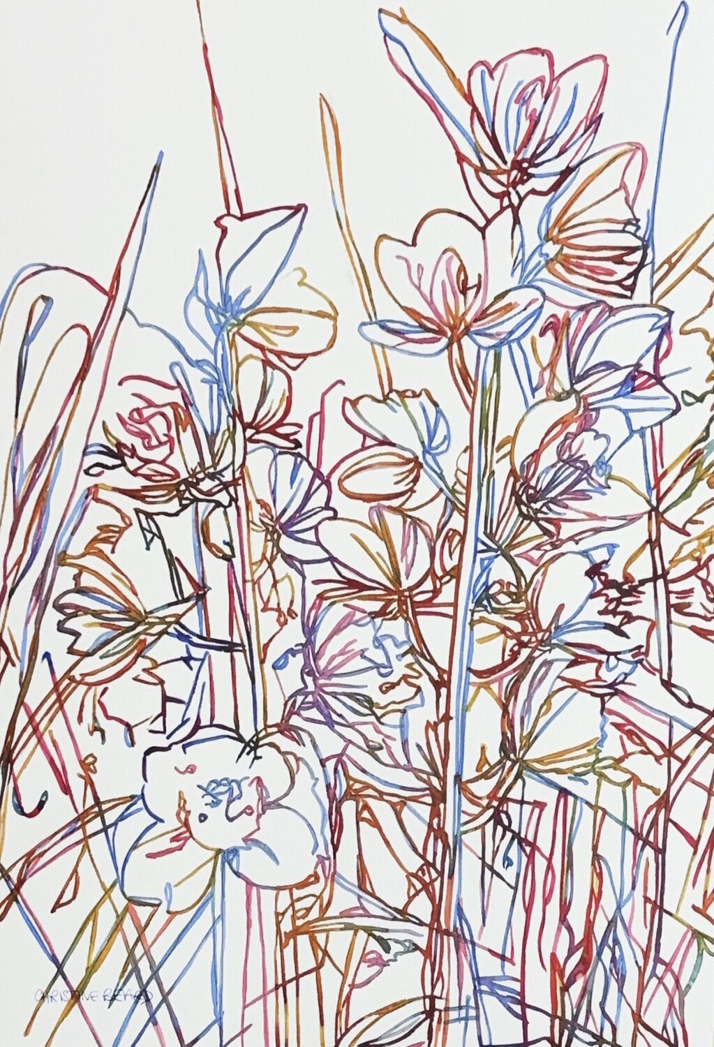Petals In Conversation 517209 Christine Beard