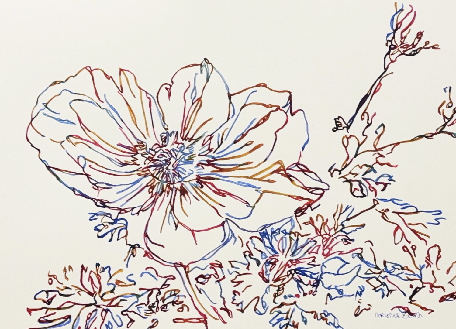 Petal Study 517348 Christine Beard