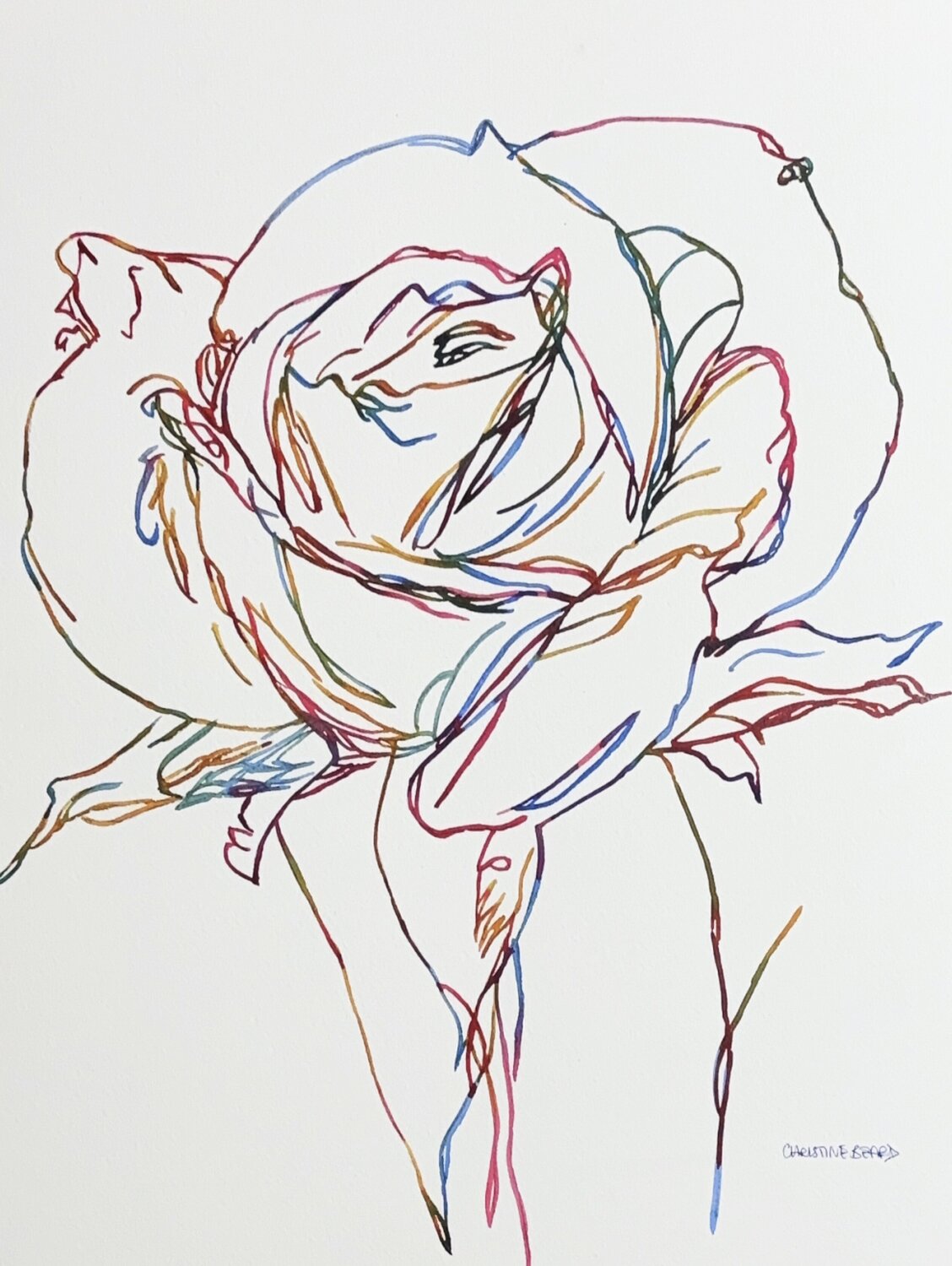 Rose Study 517355 Christine Beard