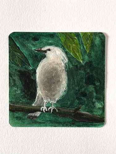 Bali-Mynah by Caro Krebietke, Painting for Sale on Singulart