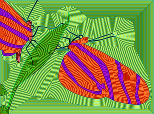 Mariposa 100 Juan Diego Quintero López