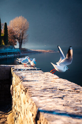 Disturbo de Raffaele Carsana, Fotografía a la venta en Singulart