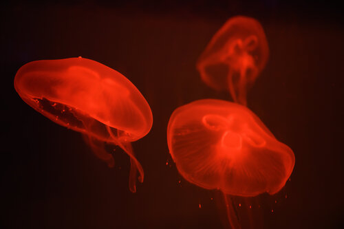At the aquarium #4 van Tal Paz-Fridman, Fotografie te koop op Singulart