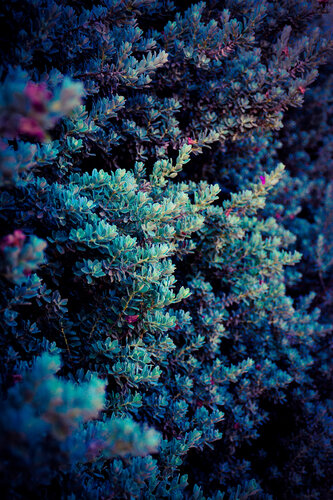 Spring by Tal Paz-Fridman, Photography for Sale on Singulart
