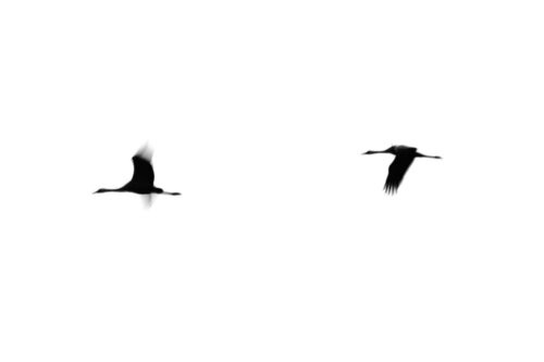 Crane(s) II by Tal Paz-Fridman, Photography for Sale on Singulart