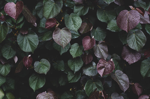 Winter leaves I di Tal Paz-Fridman, Fotografia in vendita su Singulart