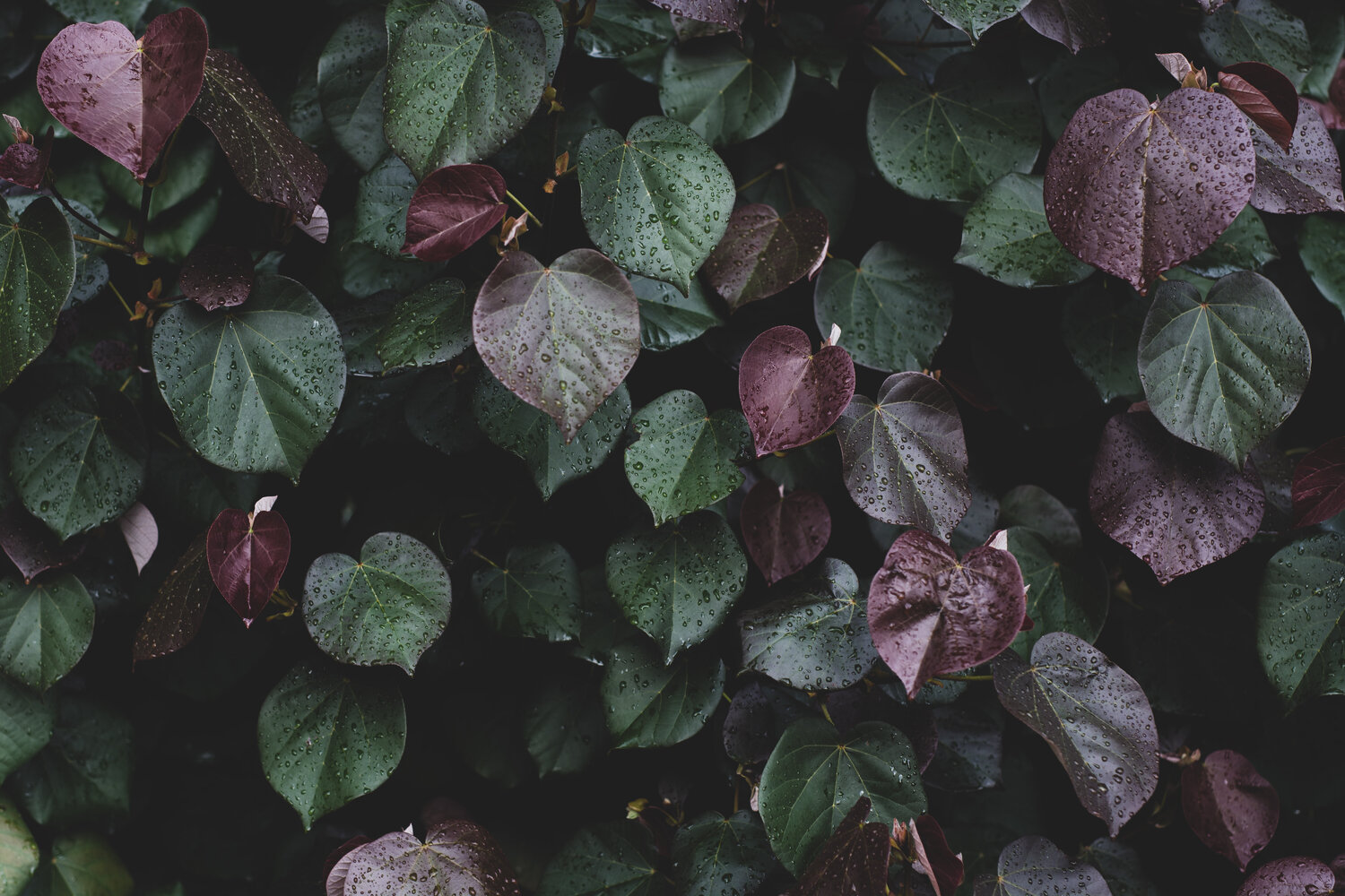 Winter leaves I Tal Paz-Fridman Fotografia in vendita