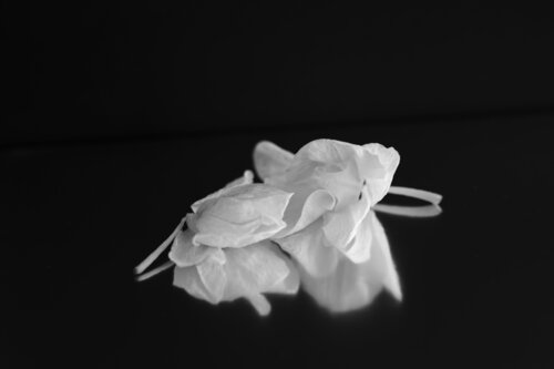 Together par Costina Stan, Photographie en vente sur Singulart