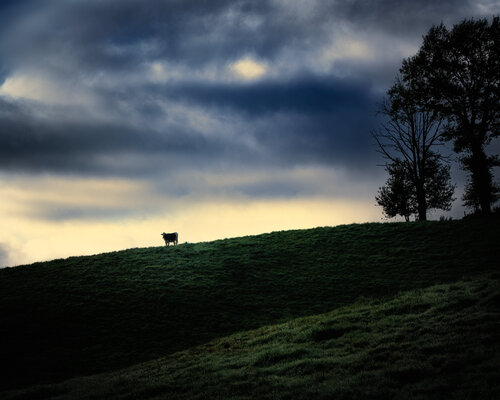 Paysage de Sénezergues - 06 de PATRICIA BALITRAND, Fotografía a la venta en Singulart