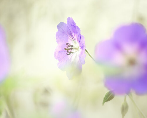 GERANIUM VIVACE by PATRICIA BALITRAND, Photography for Sale on Singulart