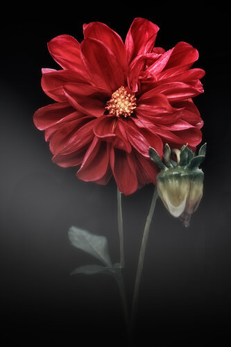 LE DAHLIA by PATRICIA BALITRAND, Photography for Sale on Singulart