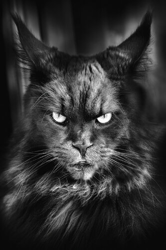 Le Maine Coon di PATRICIA BALITRAND, Fotografia in vendita su Singulart