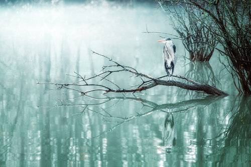 Le Gardien des Brumes von PATRICIA BALITRAND, Fotografie kaufen auf Singulart