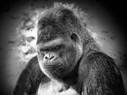 L’Ombre de la Sagesse von PATRICIA BALITRAND, Fotografie kaufen auf Singulart