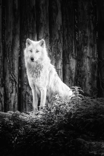 L'Esprit de l'Hiver van PATRICIA BALITRAND, Fotografie te koop op Singulart