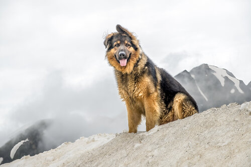 Le Gardien des Cimes di PATRICIA BALITRAND, Fotografia in vendita su Singulart