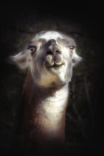 Le Miroir du Vivant de PATRICIA BALITRAND, Fotografía a la venta en Singulart