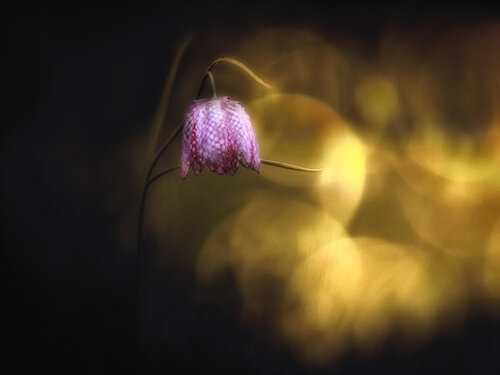 Le Secret du Sous-Bois by PATRICIA BALITRAND, Photography for Sale on Singulart