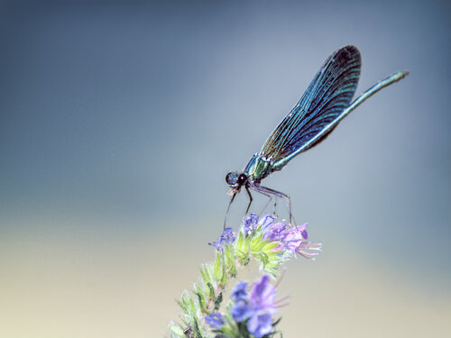 L'Éclat d'Émeraude di PATRICIA BALITRAND, Fotografia in vendita su Singulart