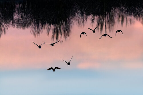 L'Envol des Songes PATRICIA BALITRAND