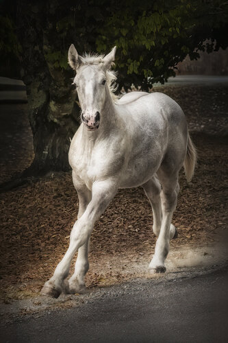 Impulsion d'Argent di PATRICIA BALITRAND, Fotografia in vendita su Singulart