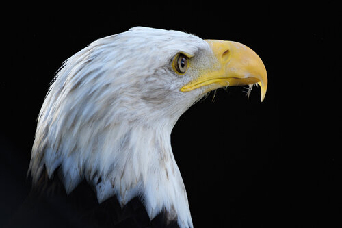 Souverain de l'Azur : L'Éclat du Pygargue van PATRICIA BALITRAND, Fotografie te koop op Singulart