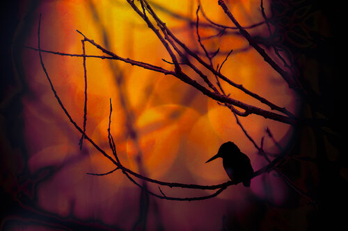 Brasier de Silhouettes by PATRICIA BALITRAND, Photography for Sale on Singulart