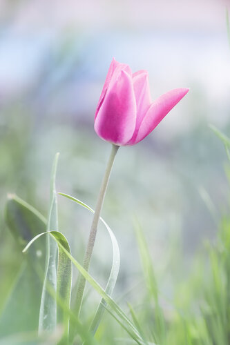Éclosion Éthérée by PATRICIA BALITRAND, Photography for Sale on Singulart