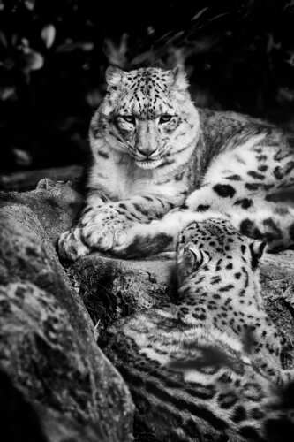 Le Pacte du Silence van PATRICIA BALITRAND, Fotografie te koop op Singulart