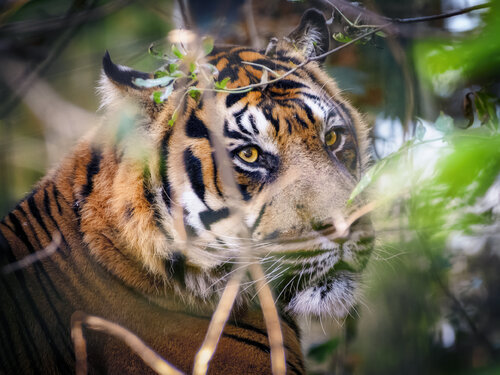 Regard de Beauval : L'Invisible di PATRICIA BALITRAND, Fotografia in vendita su Singulart