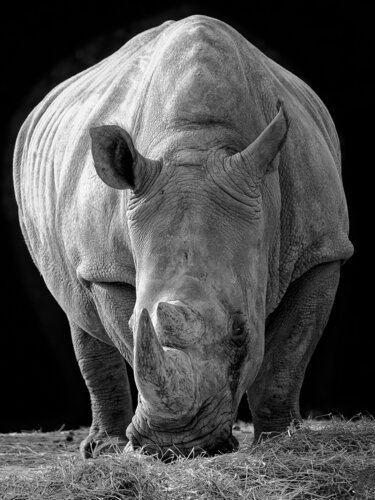 Le Colosse Endormi : Force et Vulnérabilité d'un Géant de Beauval par PATRICIA BALITRAND, Photographie en vente sur Singulart