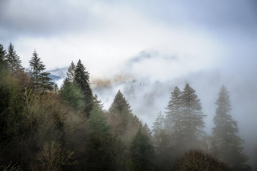 Murmures de la Vallée by PATRICIA BALITRAND, 사진 for Sale on Singulart