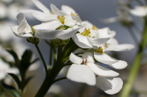 Géométrie de l'Innocence by PATRICIA BALITRAND, Photography for Sale on Singulart
