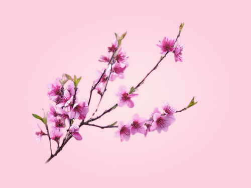 La Symphonie du Pêcher di PATRICIA BALITRAND, Fotografia in vendita su Singulart