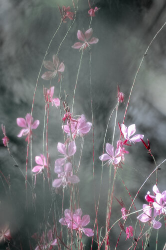 Douceur de Soie by PATRICIA BALITRAND, Photography for Sale on Singulart