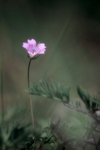 Le Murmure du Sous-bois van PATRICIA BALITRAND, Fotografie te koop op Singulart