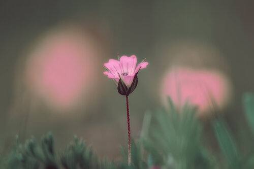 Le Songe de Rose by PATRICIA BALITRAND, Photography for Sale on Singulart