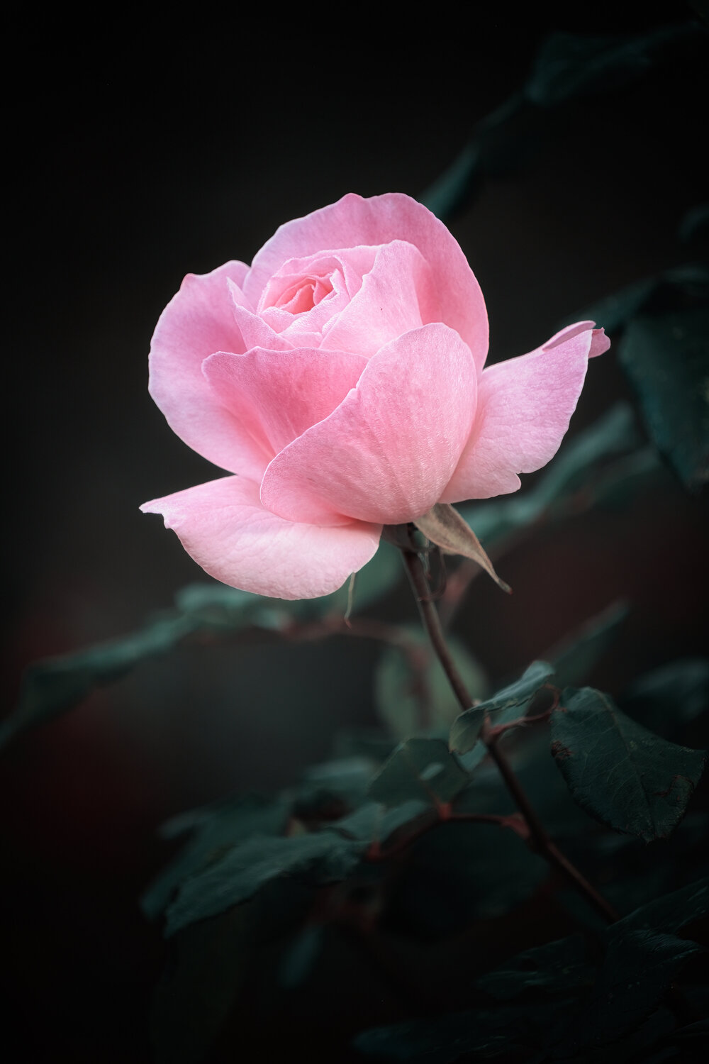 LA ROSE PATRICIA BALITRAND