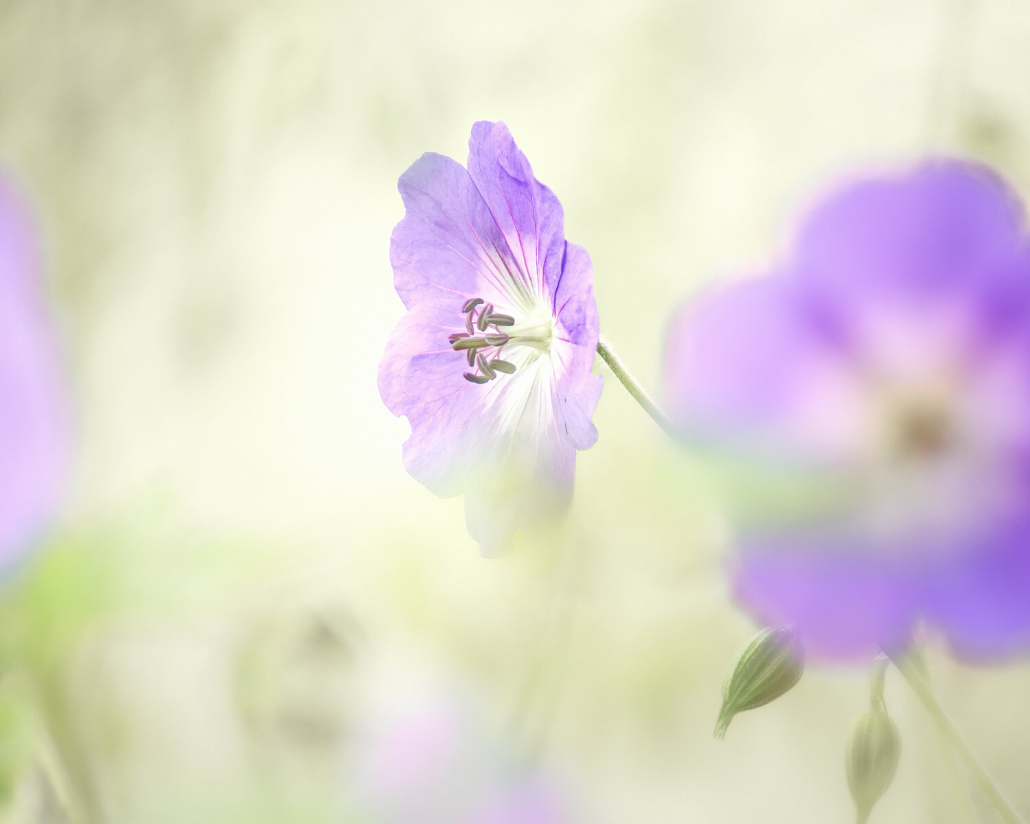 GERANIUM VIVACE PATRICIA BALITRAND