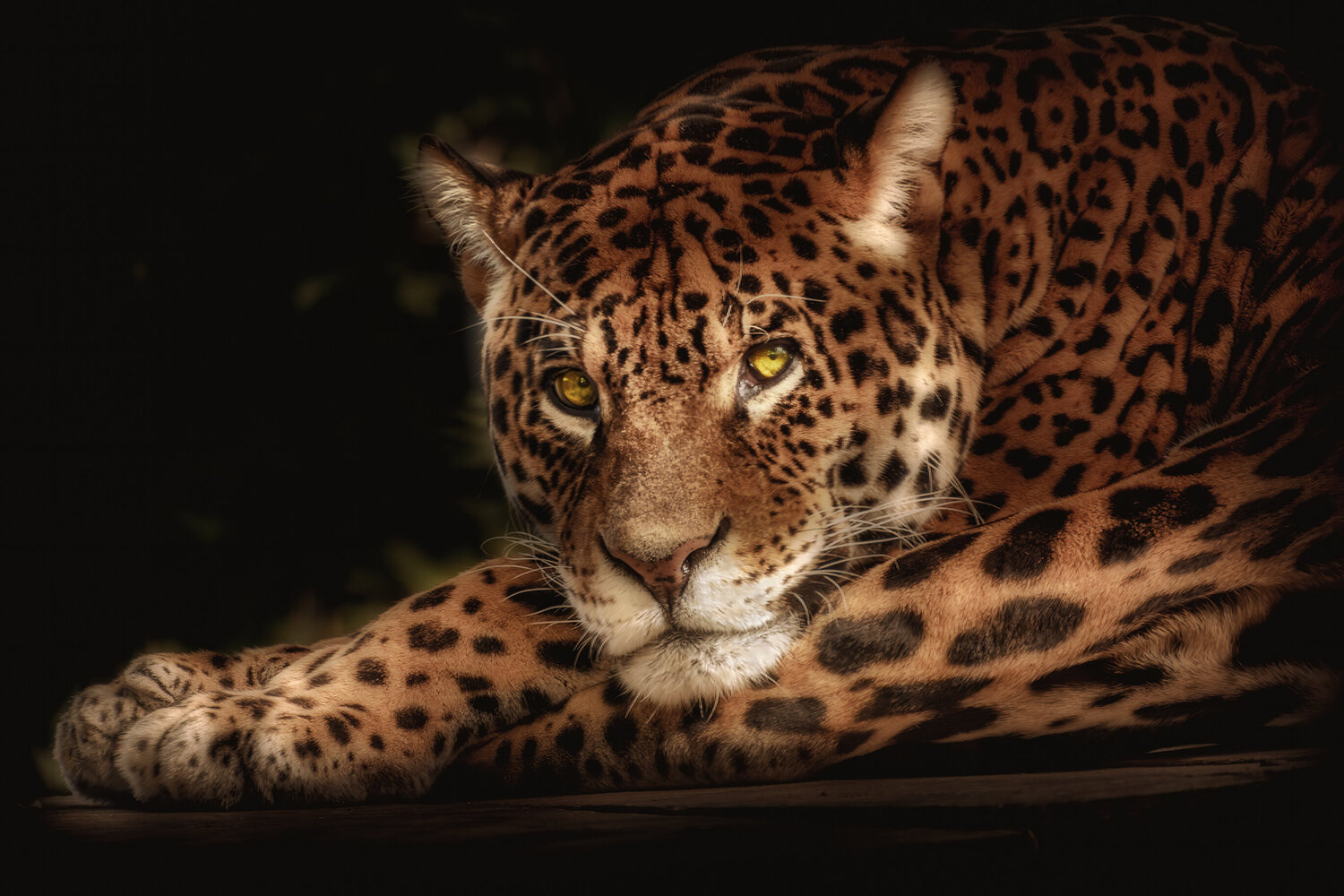 Murmures de l'Amazonie PATRICIA BALITRAND