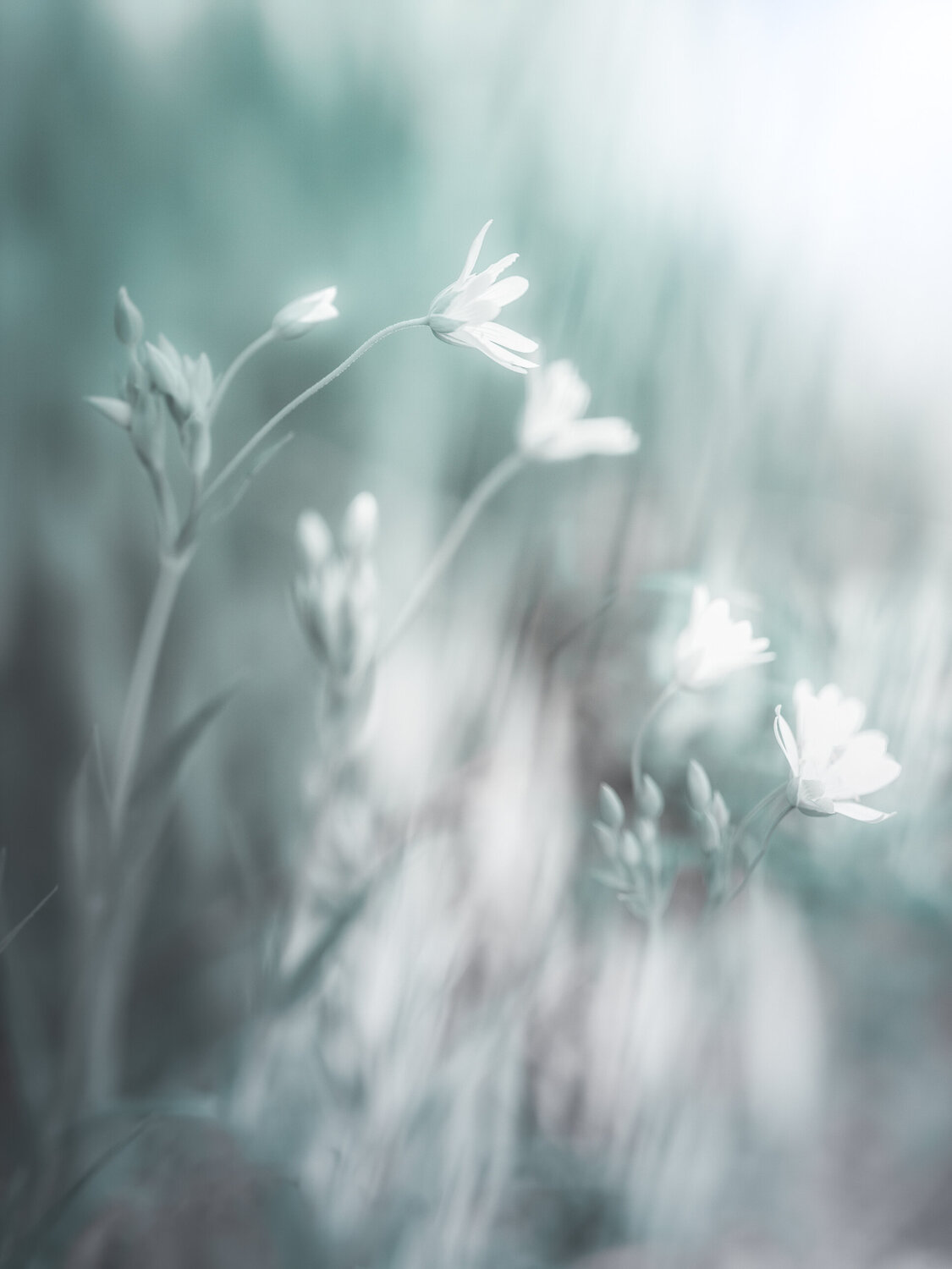 Le Souffle du Printemps PATRICIA BALITRAND
