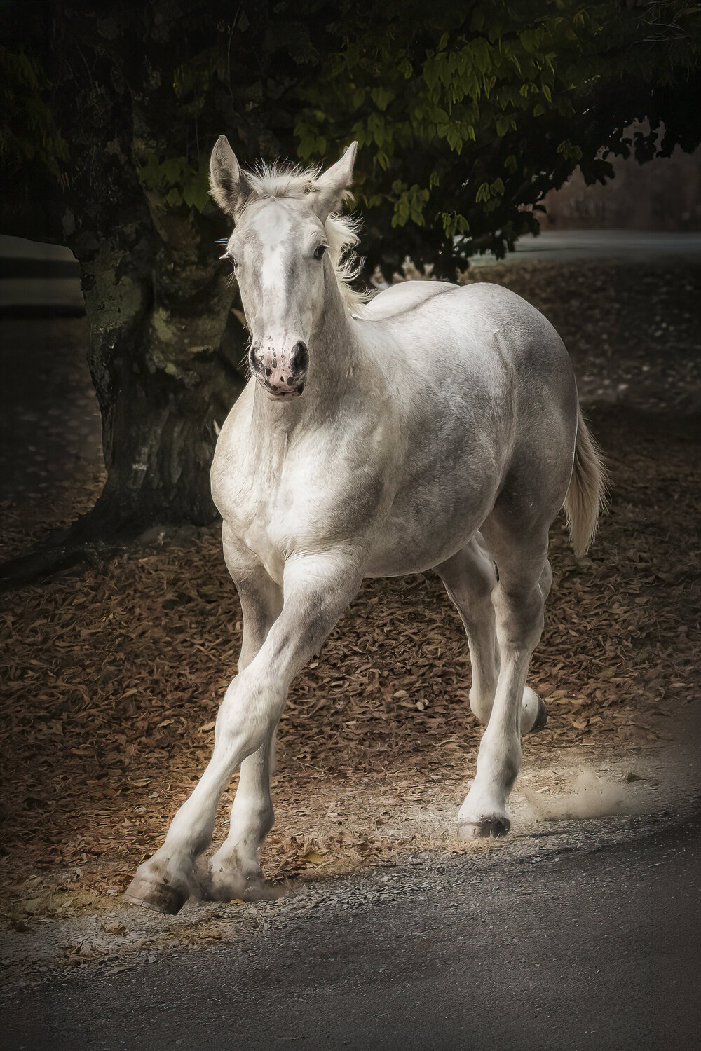 Impulsion d'Argent PATRICIA BALITRAND