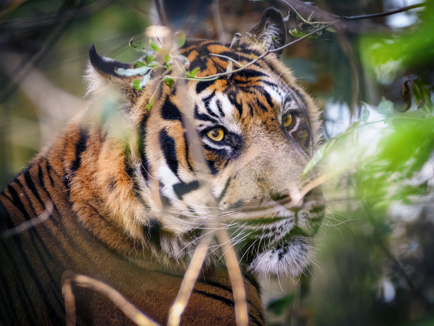 Regard de Beauval : L'Invisible PATRICIA BALITRAND