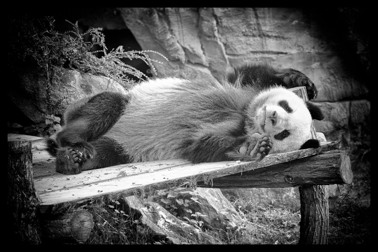 La Sieste au Soleil PATRICIA BALITRAND